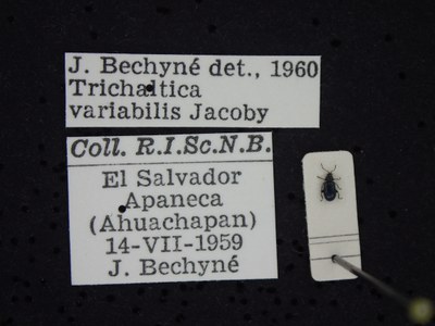 BE-RBINS-ENT Trichaltica variabilis K39_D10_037 Label.JPG