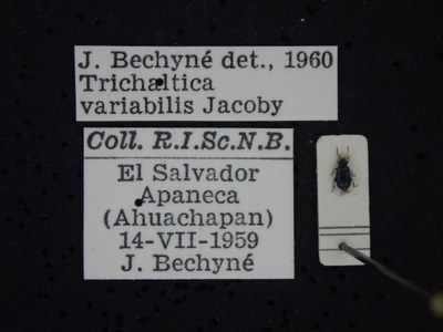 BE-RBINS-ENT Trichaltica variabilis K39_D10_039 Label.JPG