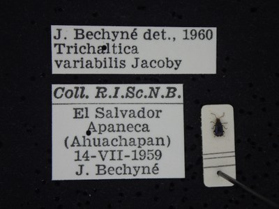 BE-RBINS-ENT Trichaltica variabilis K39_D10_041 Label.JPG