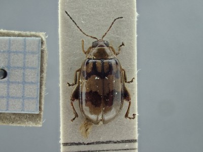 BE-RBINS-ENT Walterianella venustula K39_D11_031 Dorsal.jpg BE-RBINS-ENT Walterianella venustula K39_D11_031 Dorsal.jpg