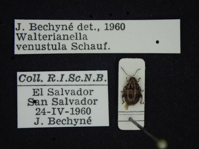 BE-RBINS-ENT Walterianella venustula K39_D11_031 Label.JPG