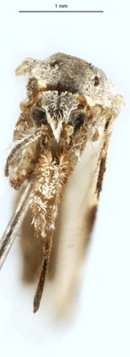 BE-RBINS-ENT Anopheles (Cellia) pharoensis F M17M0017.jpg