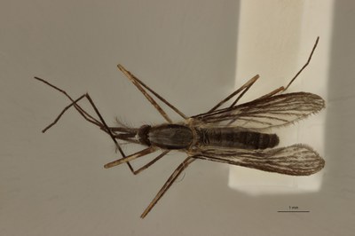 BE-RBINS-ENT Anopheles (Anopheles) plumbeus D M17M0059.jpg