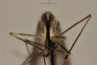 BE-RBINS-ENT Anopheles (Anopheles) plumbeus F M17M0059.jpg