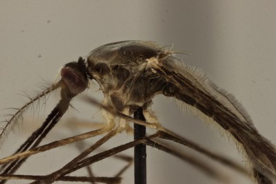 BE-RBINS-ENT Anopheles (Anopheles) plumbeus L detail thorax M17M0059.jpg