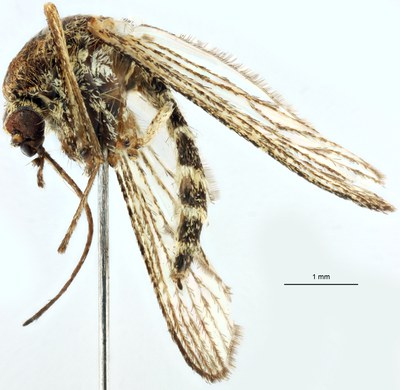 BE-RBINS-ENT Aedes (Ochlerotatus) detritus M17M0092 L.jpg