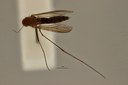 BE-RBINS-ENT Aedes (Aedes) cinereus or Aedes (Aedes) geminus D M17M0123.jpg