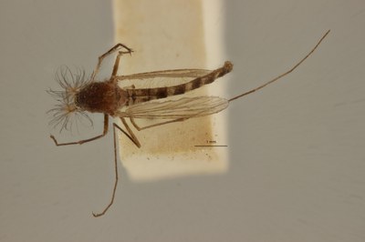 BE-RBINS-ENT Culex (Culex) pipiens or Culex (Culex) torrentium male D M17M0131.jpg