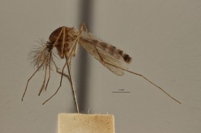 BE-RBINS-ENT Culex (Culex) pipiens or Culex (Culex) torrentium male L M17M0131.jpg