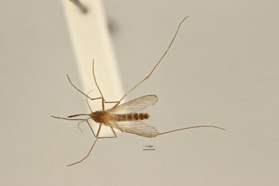 BE-RBINS-ENT Culex (Culex) pipiens D M17M0182.jpg