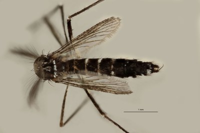 BE-RBINS-ENT Aedes (Stegomyia) albopictus M18B0059 D.jpg