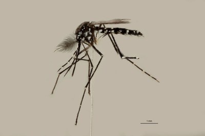 BE-RBINS-ENT Aedes (Stegomyia) albopictus M18B0059 L.jpg