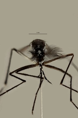 BE-RBINS-ENT Aedes (Stegomyia) albopictus M18B0059 F.jpg