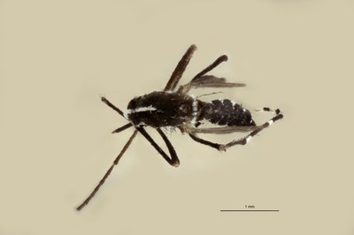 BE-RBINS-ENT Aedes (Stegomyia) albopictus M18B0104 D.jpg
