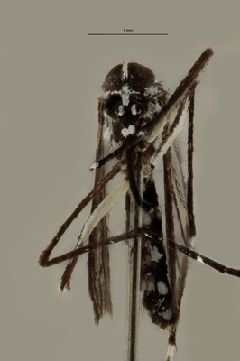 BE-RBINS-ENT Aedes (Stegomyia) albopictus M18B0104 F.jpg