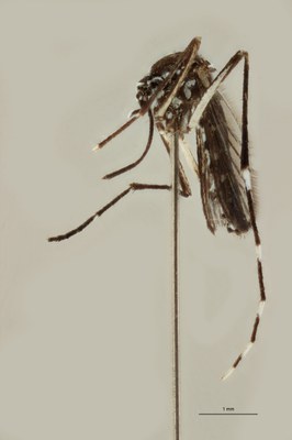 BE-RBINS-ENT Aedes (Stegomyia) albopictus M18B0104 L.jpg