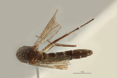 BE-RBINS-ENT Aedes (Stegomyia) albopictus M18B0106 D.jpg