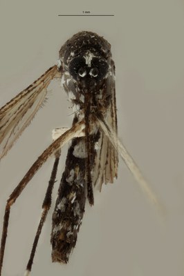 BE-RBINS-ENT Aedes (Stegomyia) albopictus M18B0106 F.jpg