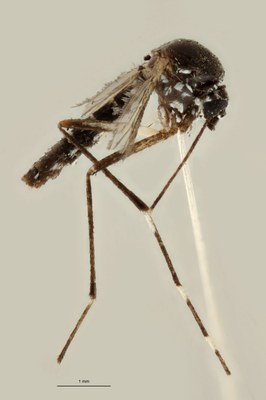 BE-RBINS-ENT Aedes (Stegomyia) albopictus M18B0106 L.jpg