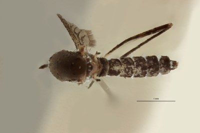BE-RBINS-ENT Aedes (Stegomyia) albopictus M18B0107 D.jpg