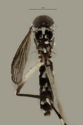 BE-RBINS-ENT Aedes (Stegomyia) albopictus M18B0107 F.jpg