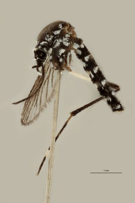 BE-RBINS-ENT Aedes (Stegomyia) albopictus M18B0107 L.jpg