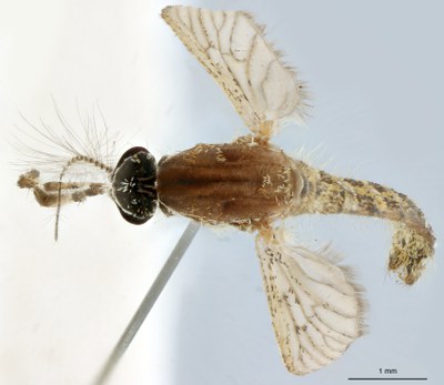 BE-RBINS-ENT Culiseta (Allotheobaldia) longiareolata M18B0317 D.jpg