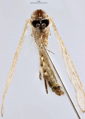 BE-RBINS-ENT Culiseta (Allotheobaldia) longiareolata M18B0317 F.jpg