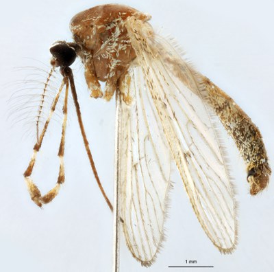 BE-RBINS-ENT Culiseta (Allotheobaldia) longiareolata M18B0317 L.jpg