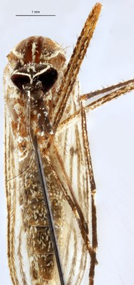 BE-RBINS-ENT Culiseta (Allotheobaldia) longiareolata M18B0397 F.jpg