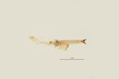 BE-RBINS-ENT Culex (Barraudius) modestus siphon V gel M18L0462.jpeg BE-RBINS-ENT Culex (Barraudius) modestus siphon V gel M18L0462.jpeg