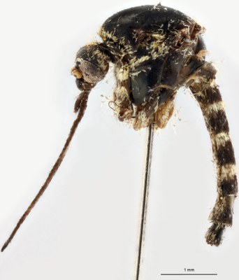 BE-RBINS-ENT Aedes communis M18M0040 L.jpg