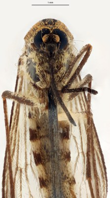 BE-RBINS-ENT Aedes (Ochlerotatus) punctor M18M0052 F.jpg