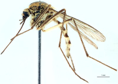 BE-RBINS-ENT Aedes (Ochlerotatus) punctor M18M0052 L.jpg