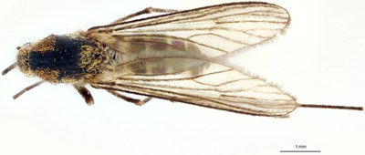 BE-RBINS-ENT Aedes (Ochlerotatus) punctor M18M0052 D.jpg