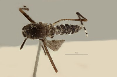 BE-RBINS-ENT Aedes (Stegomyia) albopictus M18B0105 D.jpg