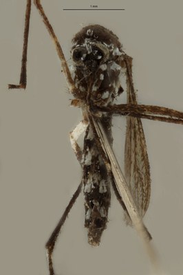 BE-RBINS-ENT Aedes (Stegomyia) albopictus M18B0105 F.jpg