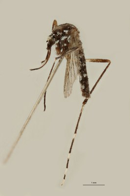 BE-RBINS-ENT Aedes (Stegomyia) albopictus M18B0105 L.jpg