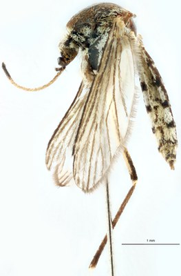 BE-RBINS-ENT Aedes communis M18M0138 L.jpg