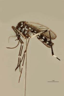 BE-RBINS-ENT Aedes (Stegomyia) albopictus M18M0228 L.jpg
