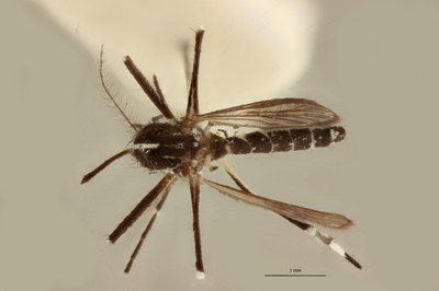 ABE-RBINS-ENT edes (Stegomyia) albopictus M18M0228 D.jpg