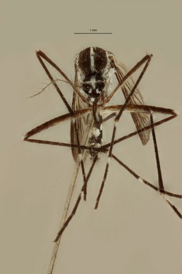 BE-RBINS-ENT Aedes (Stegomyia) albopictus M18M0228 F.jpg