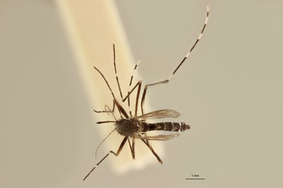 BE-RBINS-ENT Aedes (Stegomyia) albopictus M18M0229 D.jpg