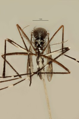 BE-RBINS-ENT Aedes (Stegomyia) albopictus M18M0229 F.jpg