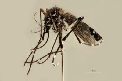 BE-RBINS-ENT Aedes (Stegomyia) albopictus M18M0229 L.jpg