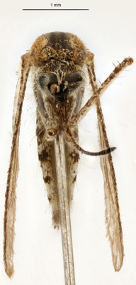 BE-RBINS-ENT Aedes (Ochlerotatus) caspius M18M0359 F.jpg
