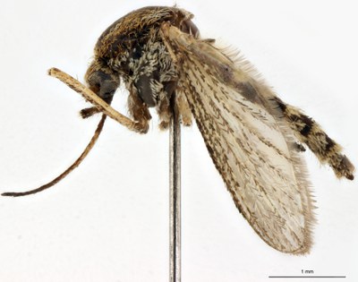 BE-RBINS-ENT Aedes (Ochlerotatus) caspius M18M0359 L.jpg