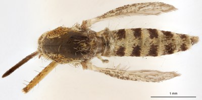 BE-RBINS-ENT Aedes (Ochlerotatus) caspius M18M0359 D.jpg