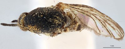 BE-RBINS-ENT Aedes (Ochlerotatus) rusticus M18M0363 D.jpg