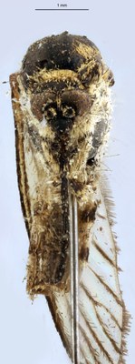 BE-RBINS-ENT Aedes (Ochlerotatus) rusticus M18M0363 F.jpg